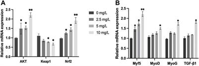 Effect of quercetin on muscle growth and antioxidant status of the dark sleeper Odontobutis potamophila